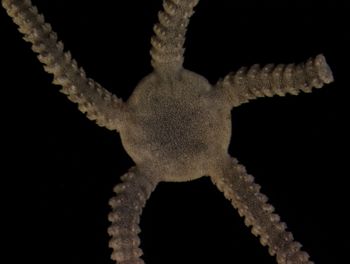 Media type: image; Invertebrate Zoology OPH-4171